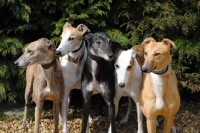 Picture of five ex-racing greyhounds, all photographer's profit from this image go to greyhound charities and rescue organisations