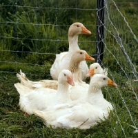 Picture of five geese in a corner