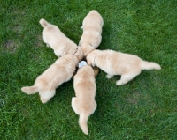 Picture of five Golden Retriever puppies eating together