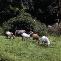Picture of five Highland Ponies walking in meadow at Nashend stud