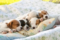 Picture of five jack russell pups sleeping together on a duvet