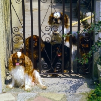 Picture of five king charles spaniels at a gate