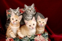 Picture of five kittens posing in a box