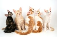 Picture of five La Perm kittens