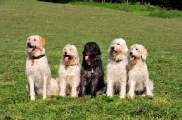 Picture of five Labradoodles