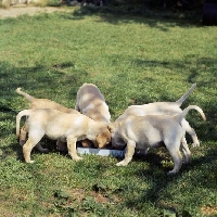 Picture of five labrador puppies at feeding dish