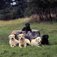 Picture of five labradors, yellow, black and chocolate