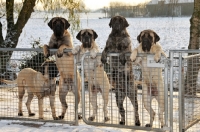 Picture of five Mastiffs