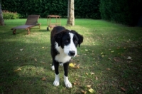 Picture of five months old black and white central asian shepherd dog standing and looking at camera with a sad face