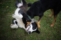 Picture of five months old black and white central asian shepherd dog with mutt in a field