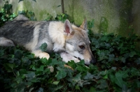 Picture of five months old czechoslovakian wolfdog puppy resting in the grass