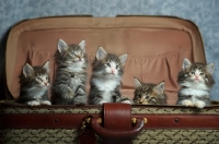 Picture of five norwegian forest kittens in a suitcase