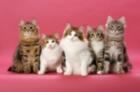 Picture of five Norwegian Forest kittens