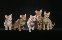 Picture of five Ocicat kittens