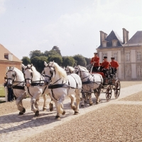 Picture of five percheron horses driven in pickaxe formation in parade at haras du pin