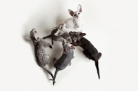 Picture of five peterbald kittens, 12 weeks old