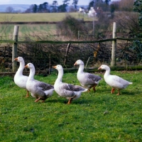Picture of five pilgrim geese in a field