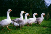 Picture of five pilgrim geese walking next to each other