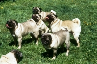 Picture of five pugs standing together