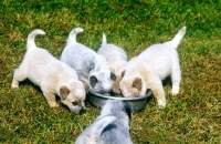 Picture of five puppies feeding at a bowl