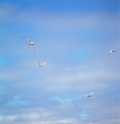 Picture of five red billed tropic birds flying, galapagos islands