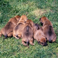 Picture of five rhodesian ridgeback puppies lying on grass showing ridges