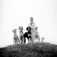 Picture of five salukis on a hill, four of them champions