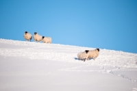 Picture of five Scottish Blackface ewes