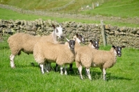 Picture of five sheep (Scottish Bluefaced Leicester and Scottish Mule sheep)