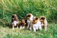 Picture of five shetland sheepdog puppies from glenmist kennel