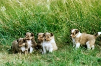 Picture of five shetland sheepdog puppies from glenmist kennel