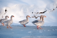 Picture of five Steinbacher geese on ice