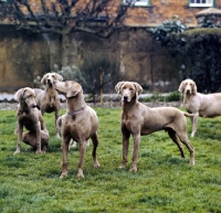 Picture of five weimaraners