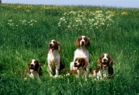 Picture of five welsh springer spaniels in a field