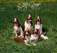 Picture of five welsh springer spaniels in a group