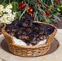 Picture of five yorkie pups in basket, 7 weeks old