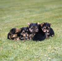 Picture of five yorkie pups 