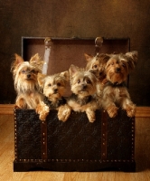 Picture of five Yorkshire Terriers in suitcase