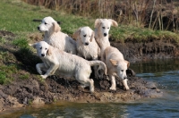 Picture of five young Golden Retrievers near river