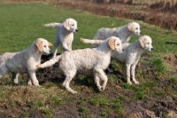 Picture of five young Golden Retrievers