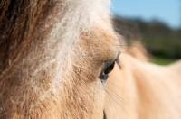 Picture of Fjord, eye close up