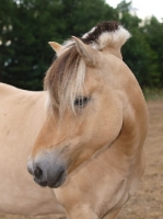 Picture of Fjord head shot