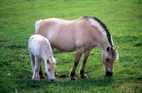 Picture of fjord mare and foal grazing