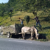 Picture of Fjord Pony at roadside with hay cart, in Norway