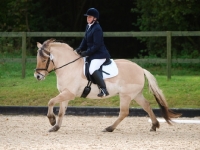 Picture of Fjord pony cantering in dressage test