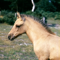 Picture of Fjord Pony cross Arab foal