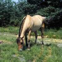 Picture of Fjord Pony front view showing trim of mane