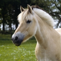 Picture of Fjord Pony head study