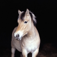 Picture of Fjord Pony in a stable, head study