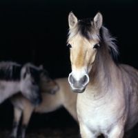 Picture of Fjord Pony in a stable